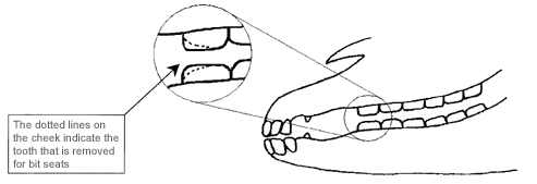 Side view of horse's mouth