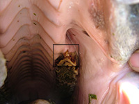 Wolf tooth in lower jaw