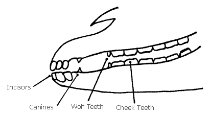 Wolf Teeth